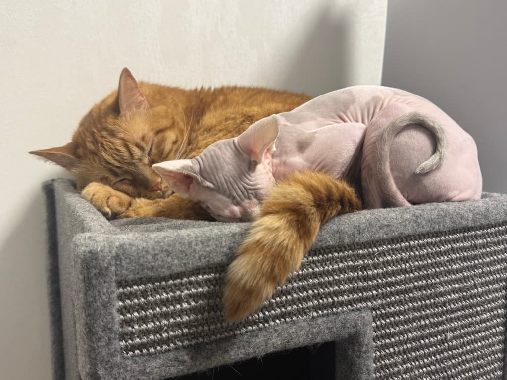 Oleksandr Ratushnyi Platon and Misty